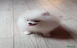 Pomeranian dogs for sale: Handsome Male fluff ball for sale!!🐶🐾 - Image 2