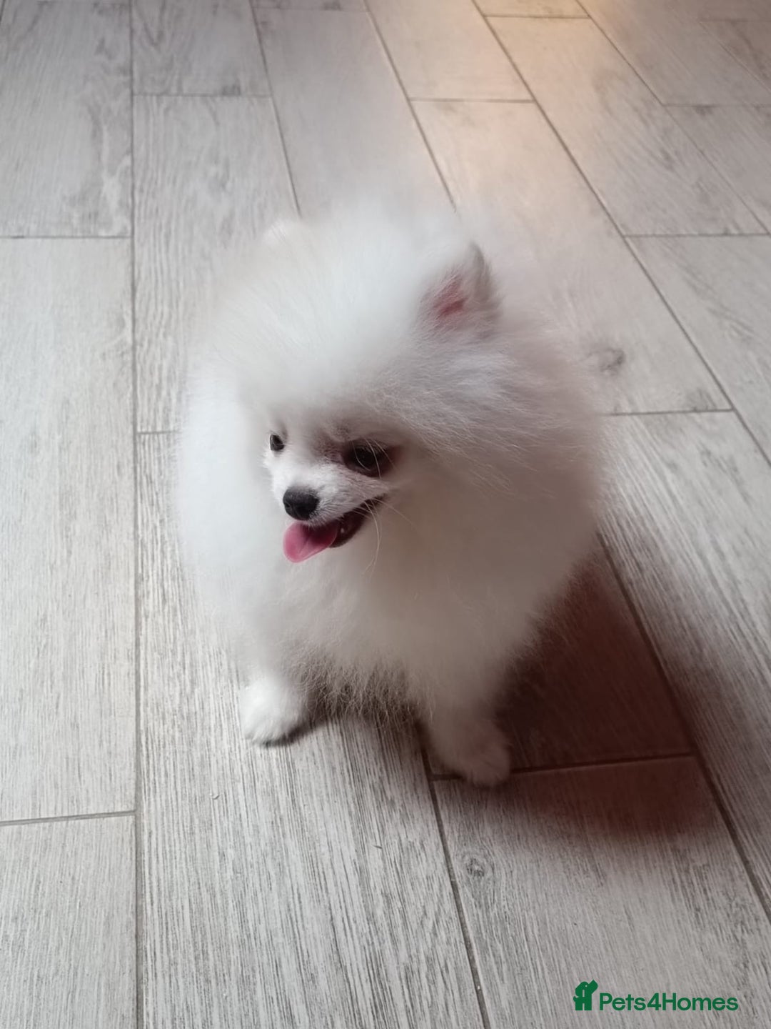 Pomeranian dogs for sale: Handsome Male fluff ball for sale!!🐶🐾 - Image 2