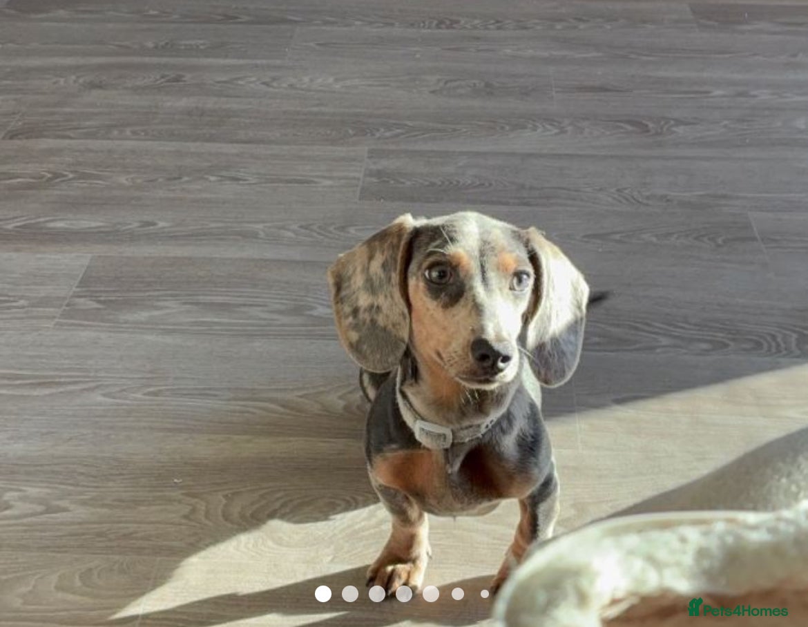 Miniature Dachshund dogs Miniature dachshund 7 months   - Advert 11