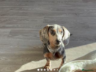 Miniature Dachshund dogs Miniature dachshund 7 months - Advert 11