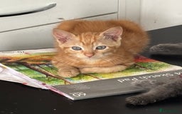 British Shorthair cats for sale: Kitten - Image 4