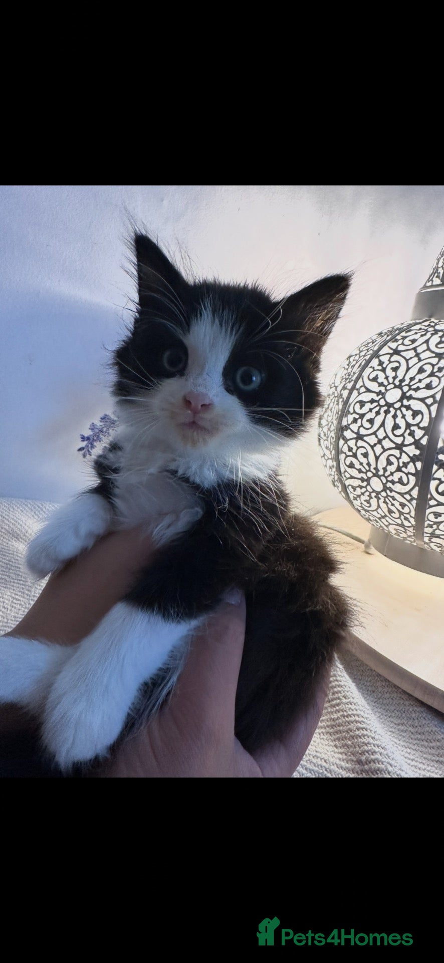 Mixed Breed cats Snuggly princess  - Advert 3