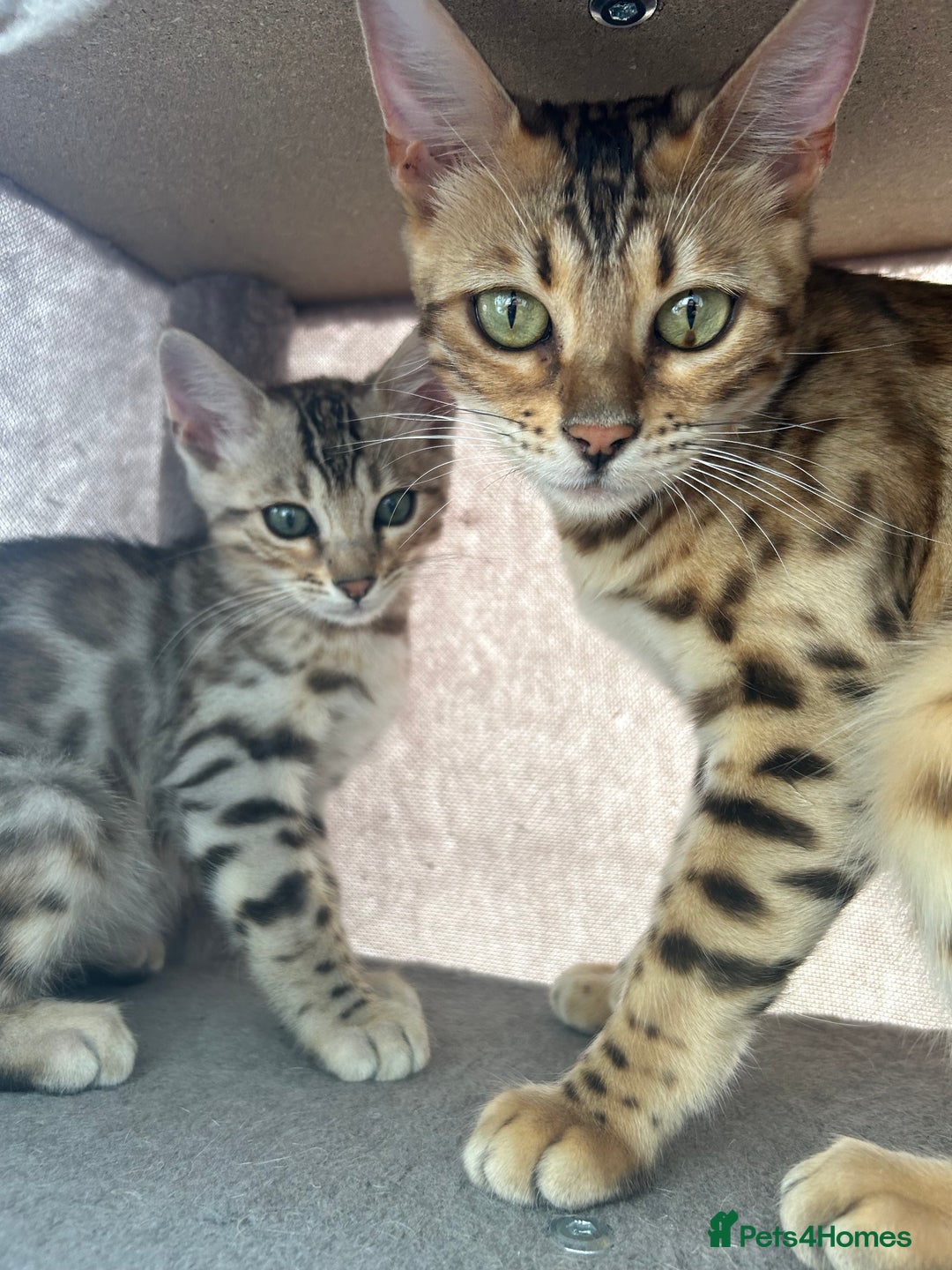 Bengal cats for sale: Multi-coloured bengal for sale (male) - Image 8