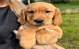Goldador dogs for sale: Beautiful Chunky Goldador Puppies - Image 13