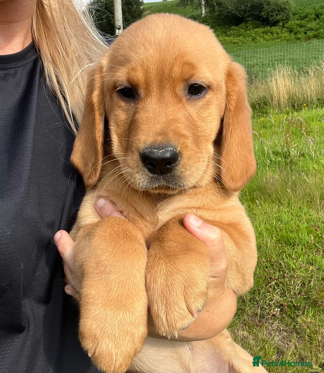 Goldador dogs for sale: Beautiful Chunky Goldador Puppies - Image 13