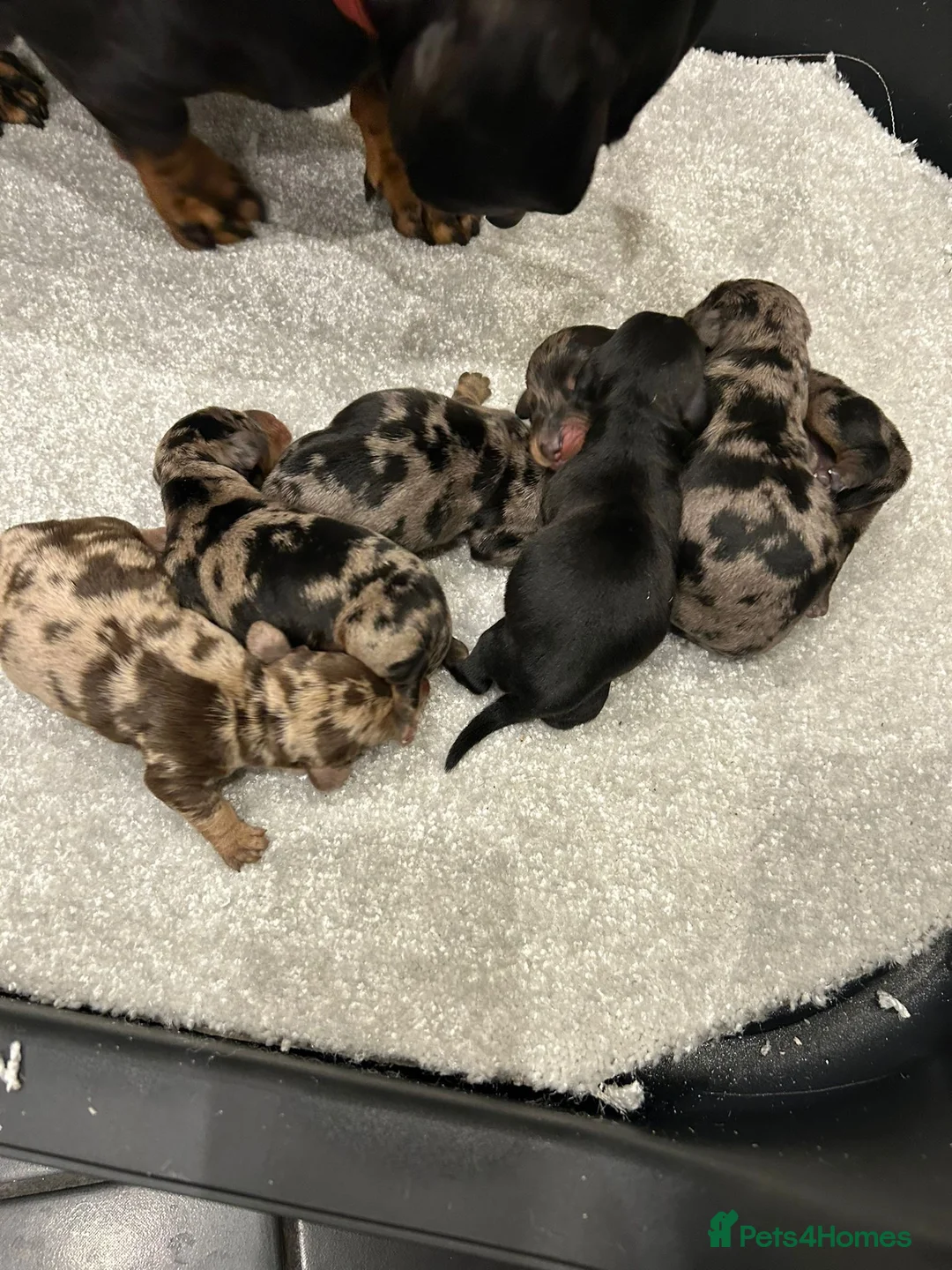 Miniature Dachshund dogs for stud: SILVER DAPPLE STUD KC in Galston - Advert 8