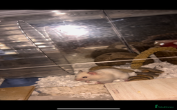 Hamster rodents for sale: Male Hamster, Cage, Accessories Included - Image 5