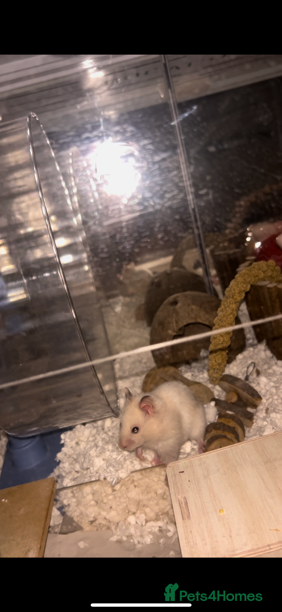 Hamster rodents for sale: Male Hamster, Cage, Accessories Included - Image 5