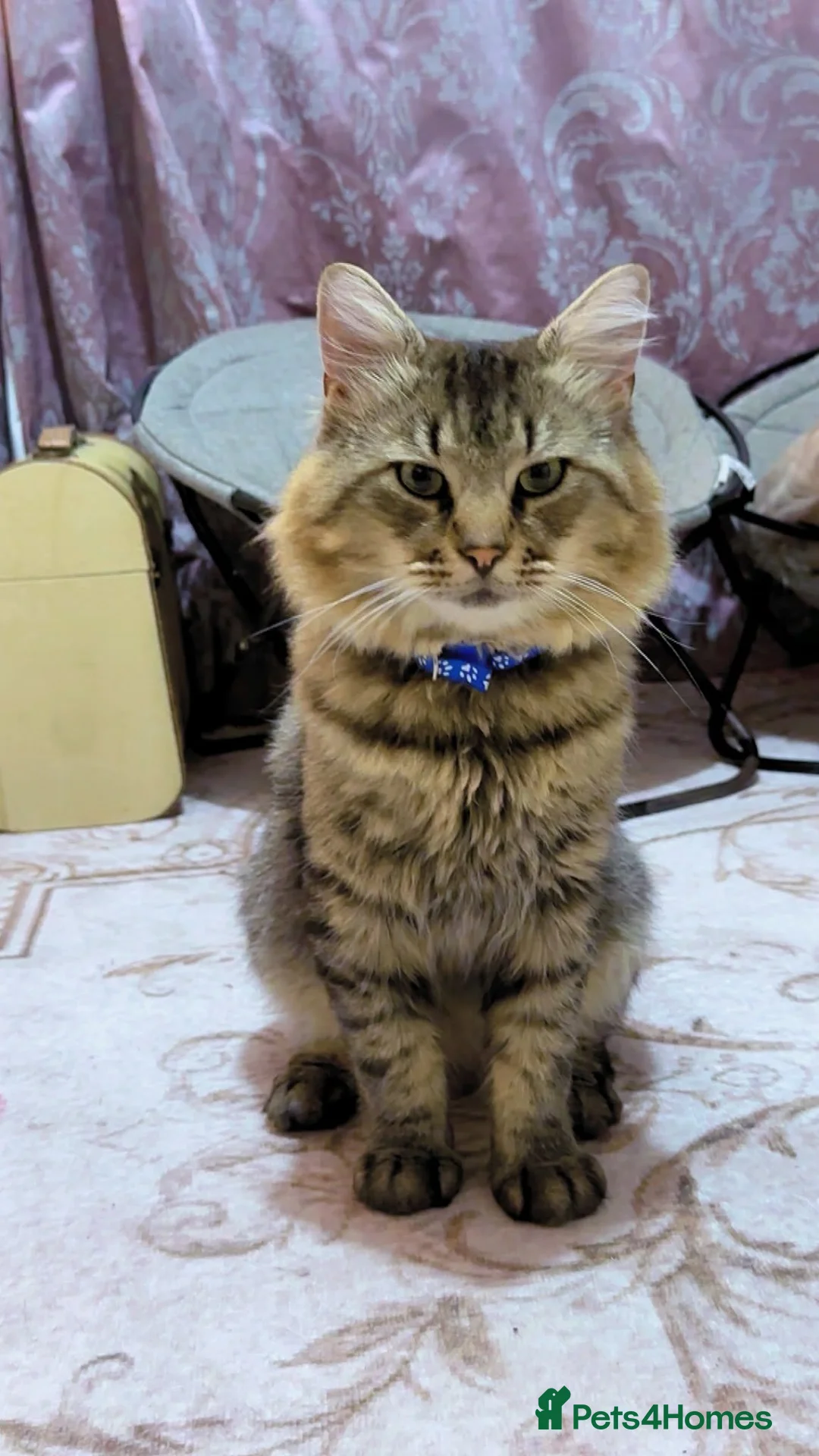Maine Coon cats for sale: Mushmush the sweet boy in Bristol - Advert 2