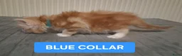 Maine Coon cats for sale: 3 GINGER MAINE COON  KITTENS in Wolverhampton - Advert 8