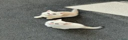 British Shorthair cats for sale: Stunning GCCF Gold/Silver Tipped BSH Kittens - Advert 3