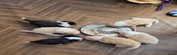 Border Collie dogs for sale: Exceptional, health tested, KC registered puppies - Advert 17
