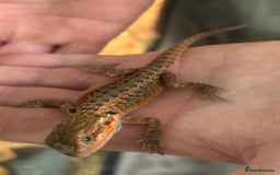 Bearded Dragon reptiles for sale: 15 Baby dearded dragons - Image 19