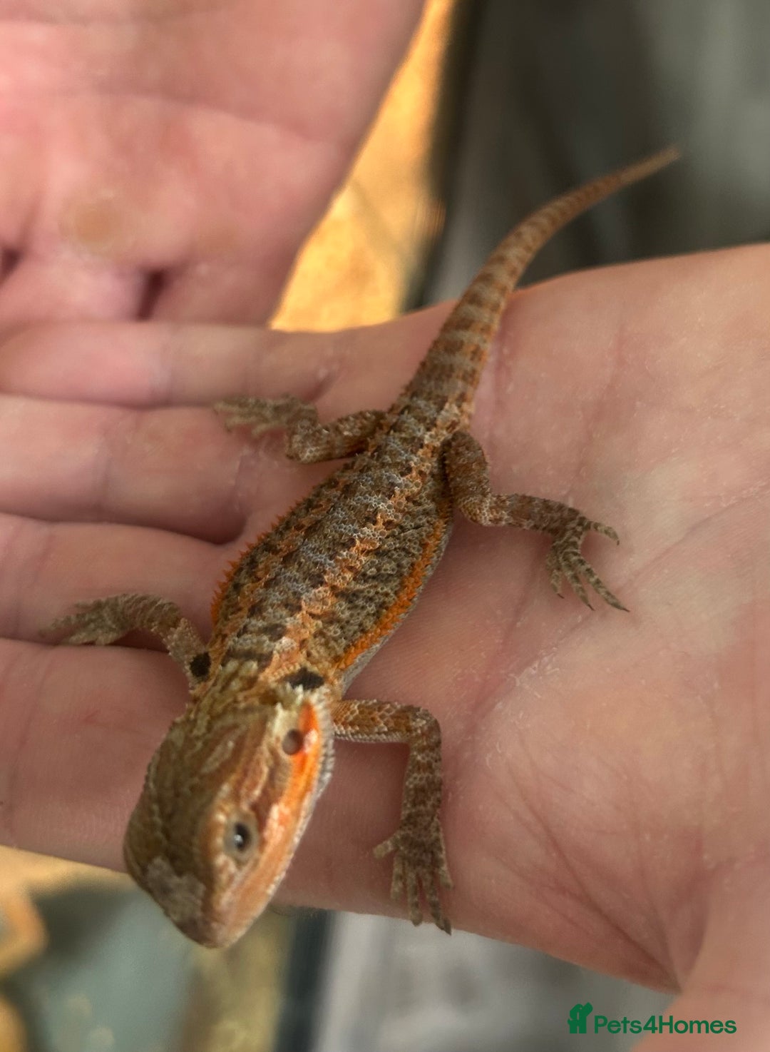 Bearded Dragon reptiles for sale: 15 Baby dearded dragons - Image 19