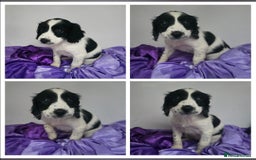 English Springer Spaniel dogs for sale: ⭐️ Ready Stunning KC DNA Vetted, home Ess Pups ⭐️ - Image 8
