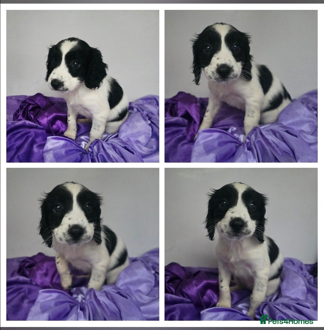 English Springer Spaniel dogs for sale: ⭐️ Ready Stunning KC DNA Vetted, home Ess Pups ⭐️ - Image 8