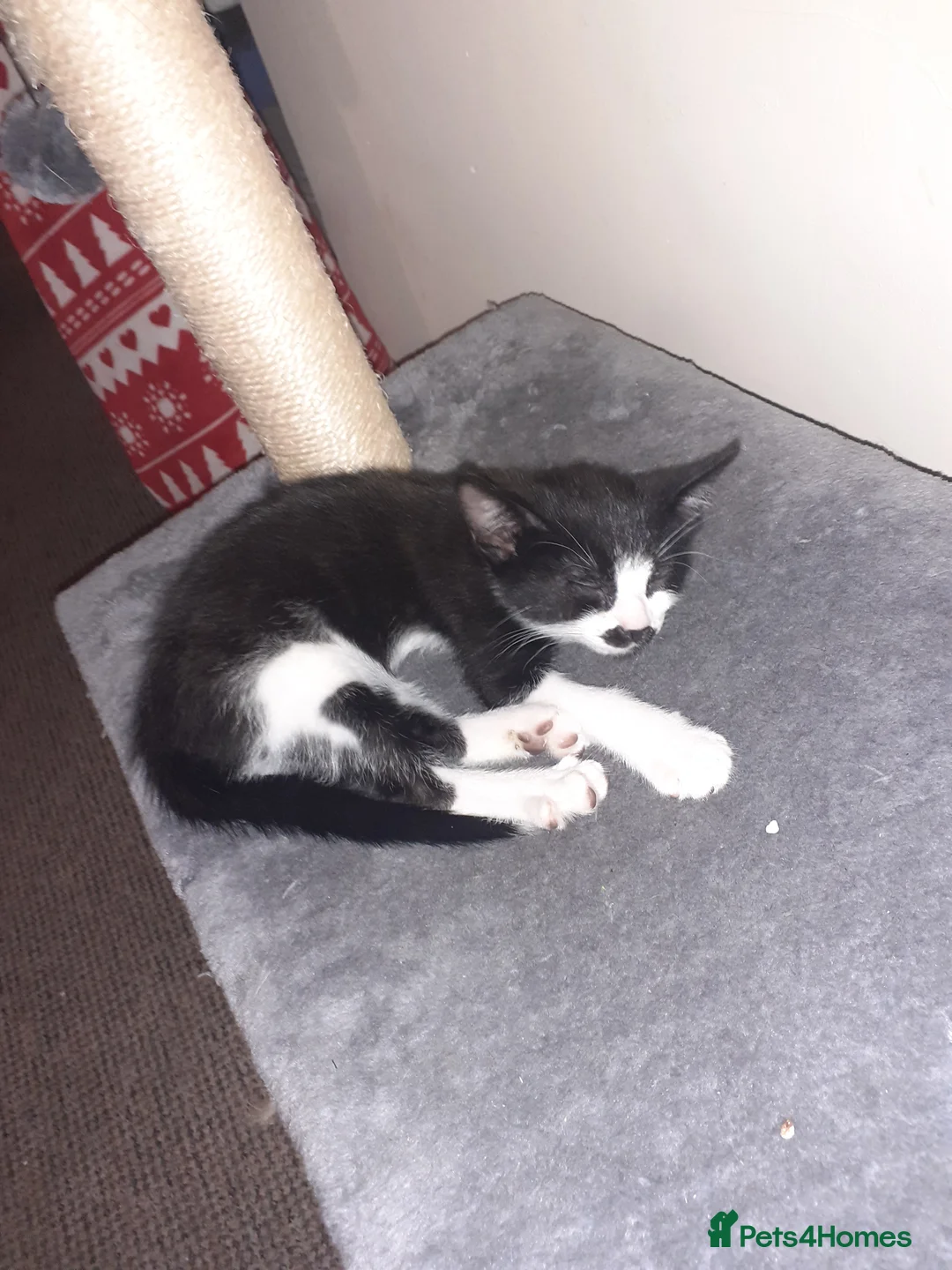Mixed Breed cats for sale: 1 male kittens ready to leave  - Advert 2