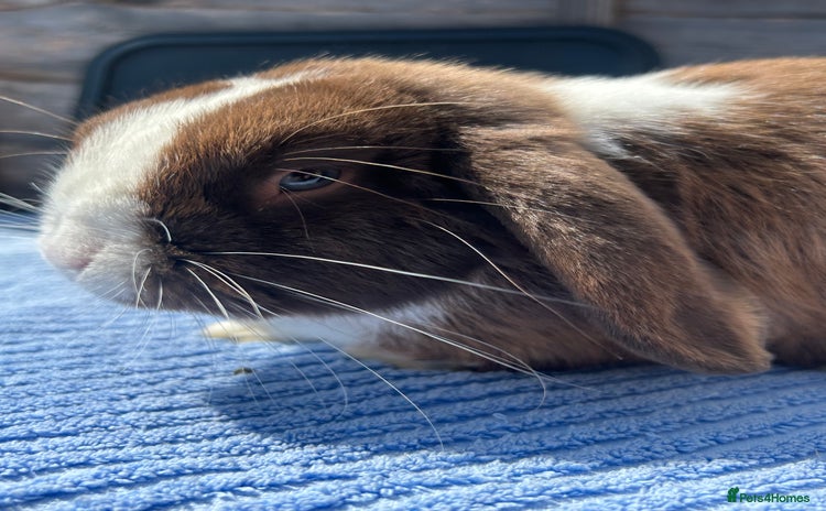 Mini Lop rabbits - Advert 3