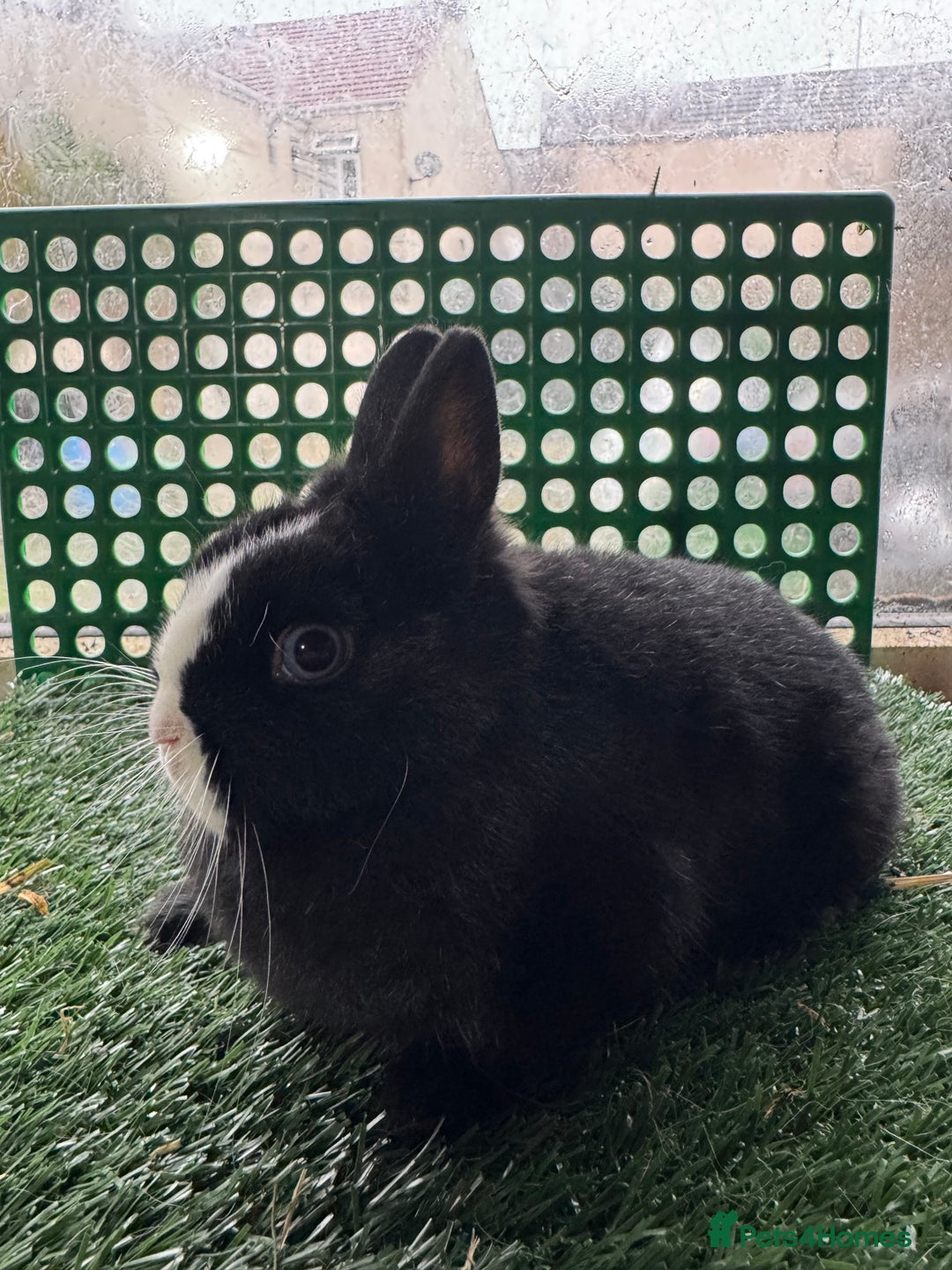 Netherland Dwarf rabbits for sale: Pure breed Netherlands dwarf  - Advert 3