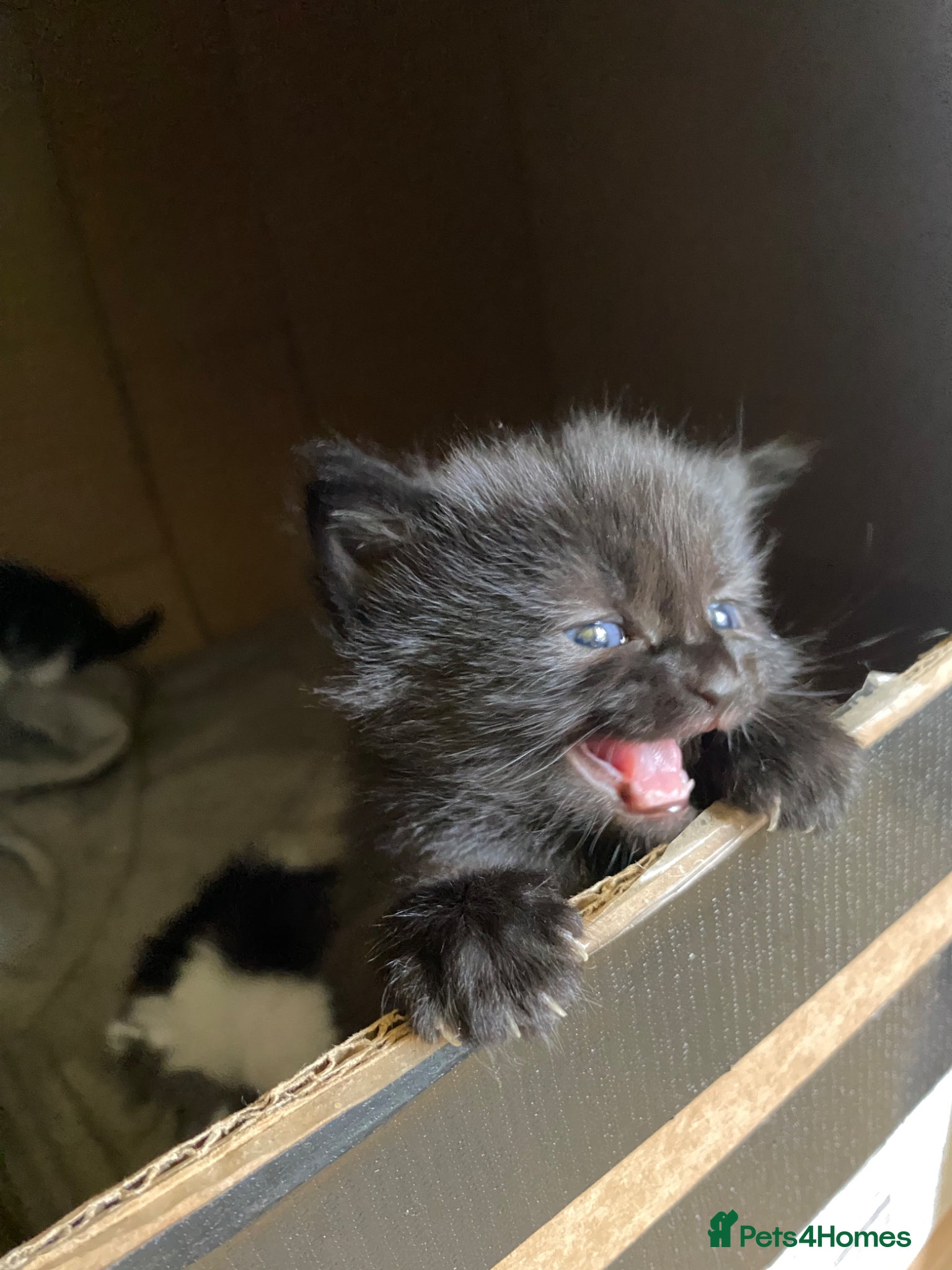 Mixed Breed cats Female kittens  - Advert 2