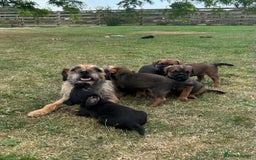 Border Terrier dogs for sale: Fabulous Chucky Boys - Image 12