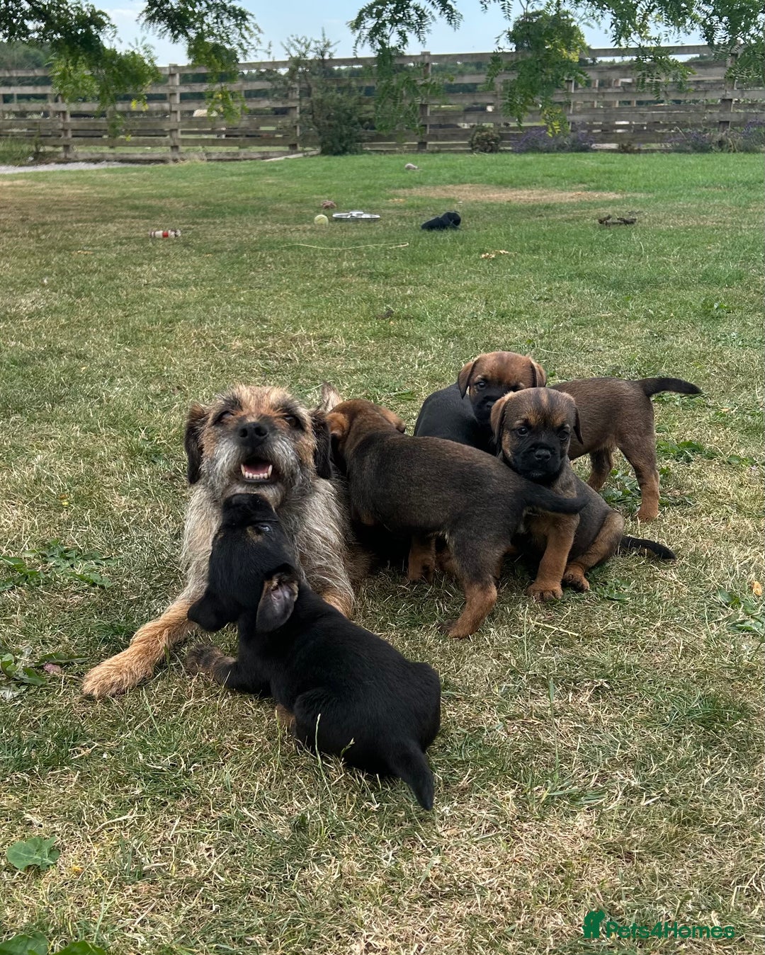 Border Terrier dogs for sale: Fabulous Chucky Boys - Image 12