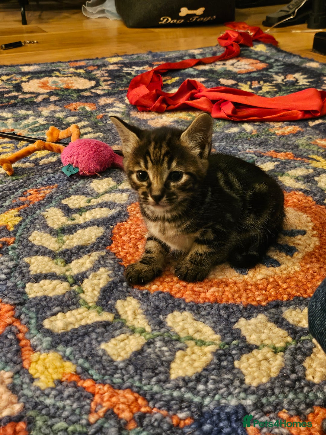 Savannah cats for sale: Beautiful Savannah cross kittens for sale - Advert 20