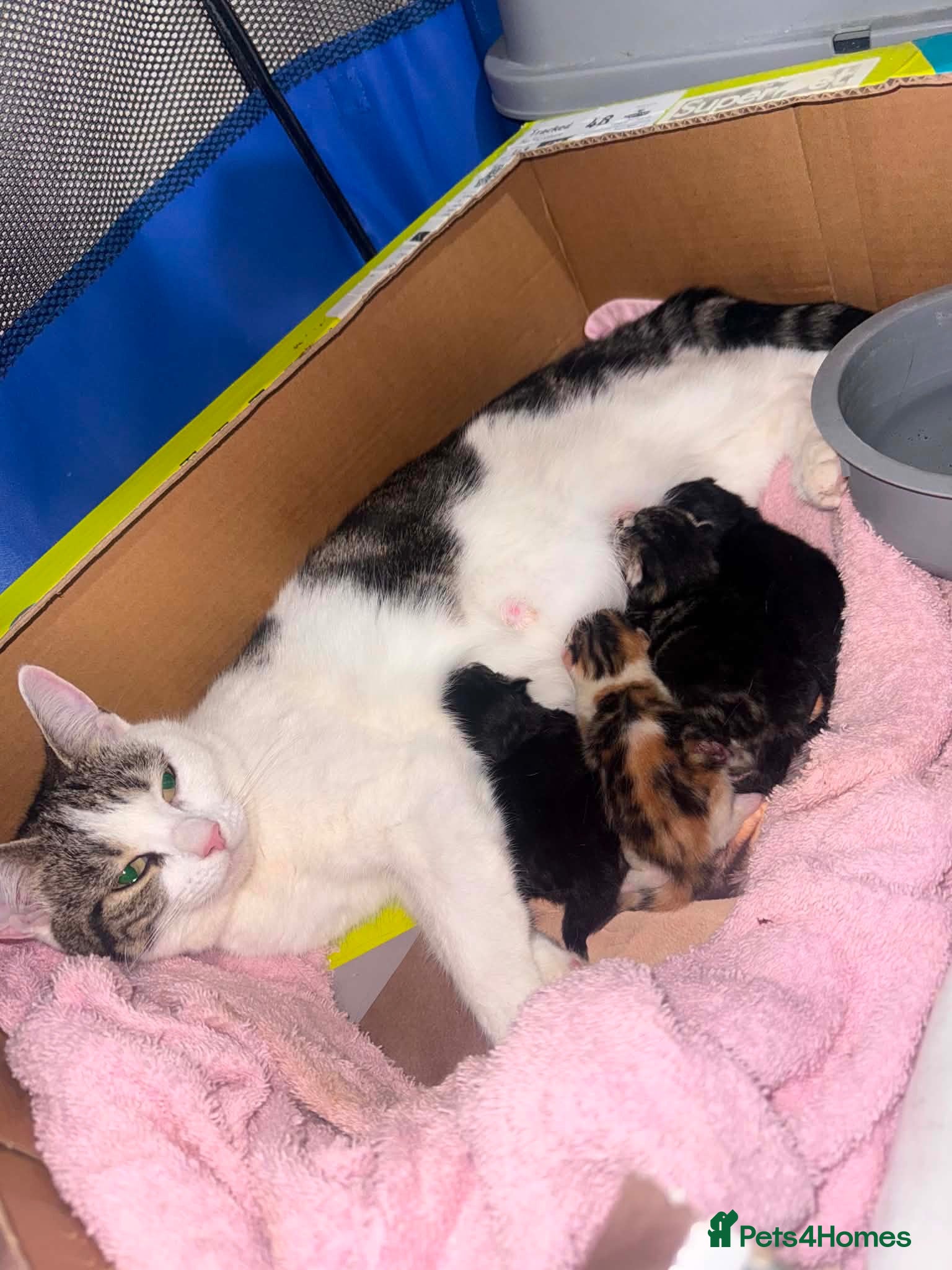 Mixed Breed cats Mixed breed kittens  - Advert 3