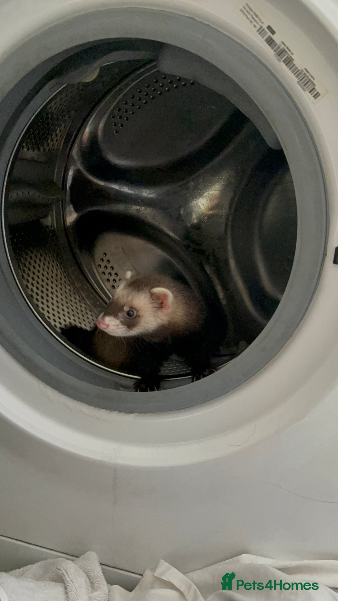 Ferret rodents for sale: Ferret / pole cat  - Image 3