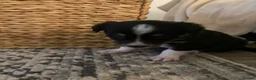 Border Collie dogs for sale: Border Collies Puppies in Lauder - Advert 5