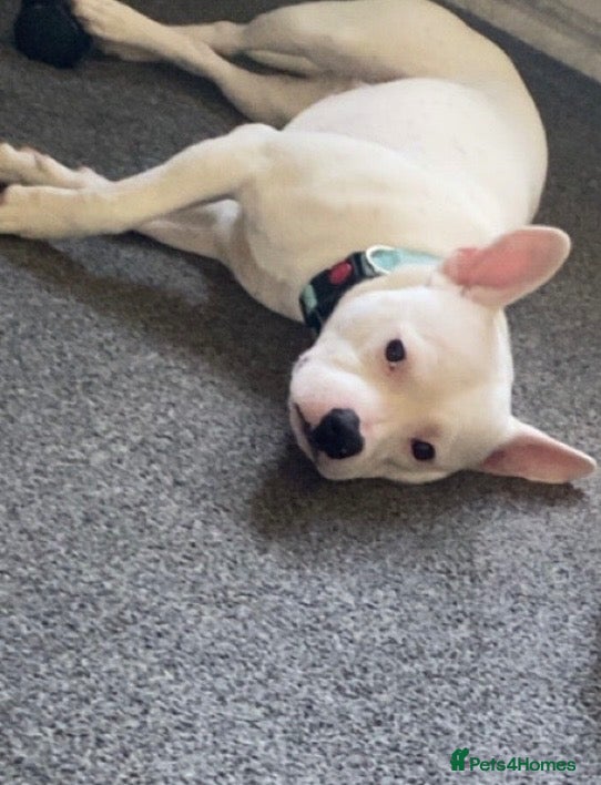 Mixed Breed dogs Very special boy , frenchie/staff - Advert 1