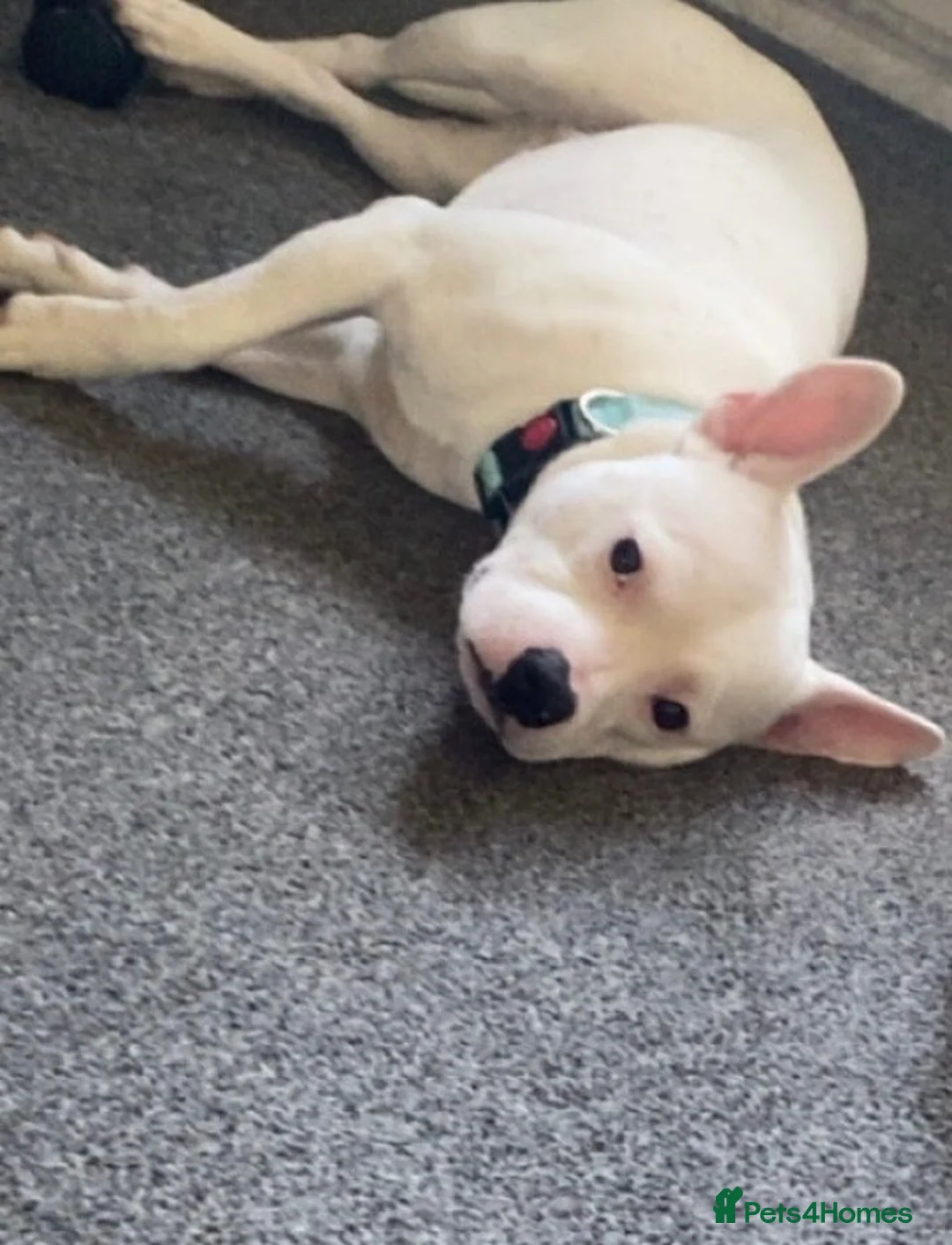 Mixed Breed dogs for sale: Very special boy , frenchie/staff in Derby - Advert 1
