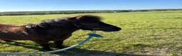Shetland pony horses for sale: Shetland  in Crawley - Advert 1