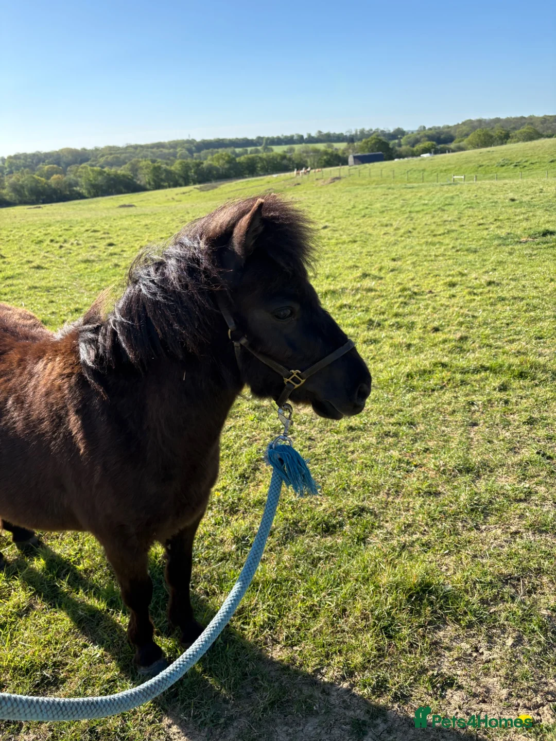 Shetland pony horses for sale: Shetland  in Crawley - Advert 1