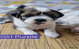 Mixed Breed dogs for sale:  Gorgeous Shih tzu poppies .🐶🐾 - Image 2