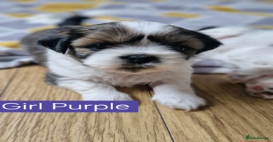 Mixed Breed dogs - Advert 2