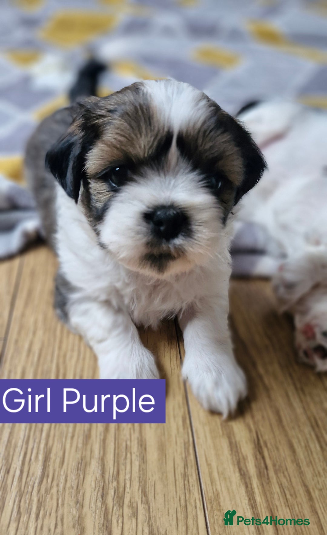Mixed Breed dogs for sale:  Gorgeous Shih tzu poppies .🐶🐾 - Image 2