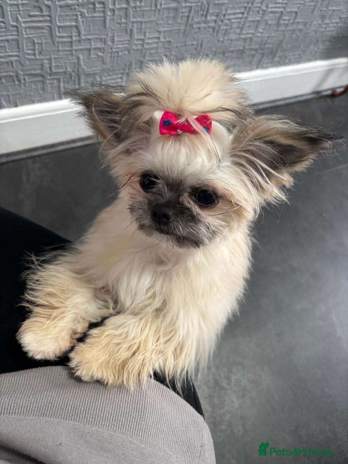 Mixed Breed dogs Hi I’m Lucy  - Advert 12