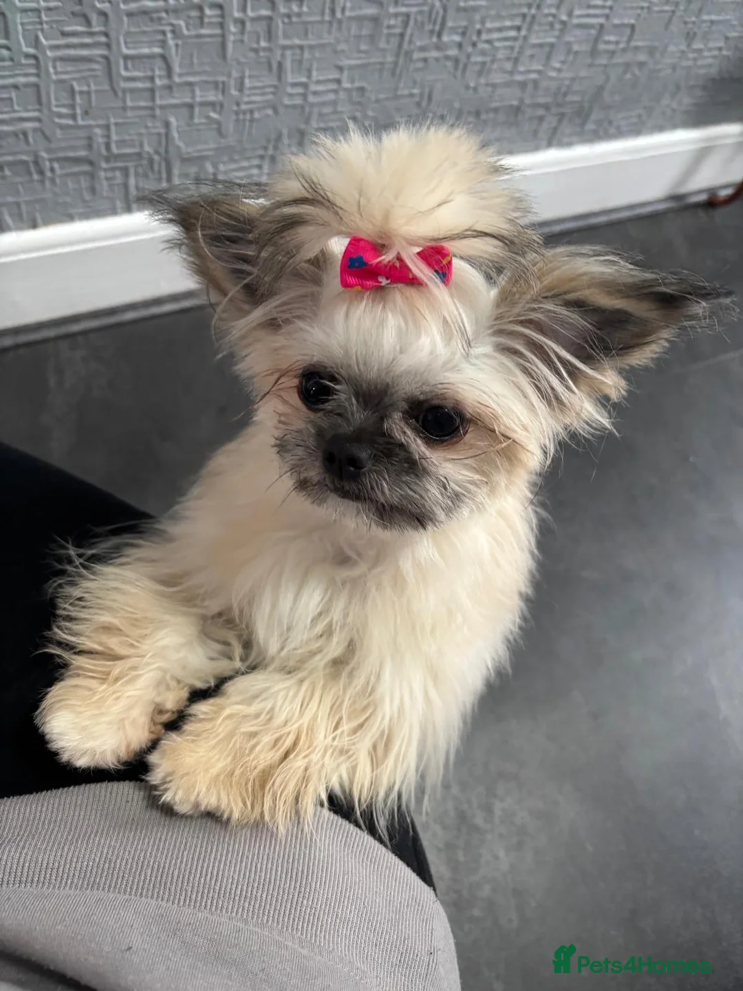 Mixed Breed dogs for sale: Hi I’m Lucy  - Advert 1