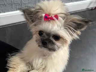 Mixed Breed dogs Hi I’m Lucy - Advert 12