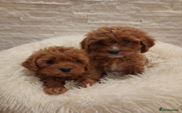 Cavapoo dogs for sale: Beautiful Cavapoos  - Image 6