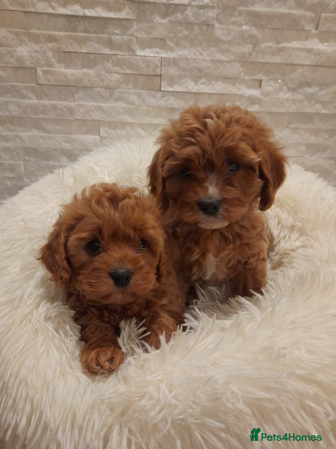 Cavapoo dogs for sale: Beautiful Cavapoos  - Image 6