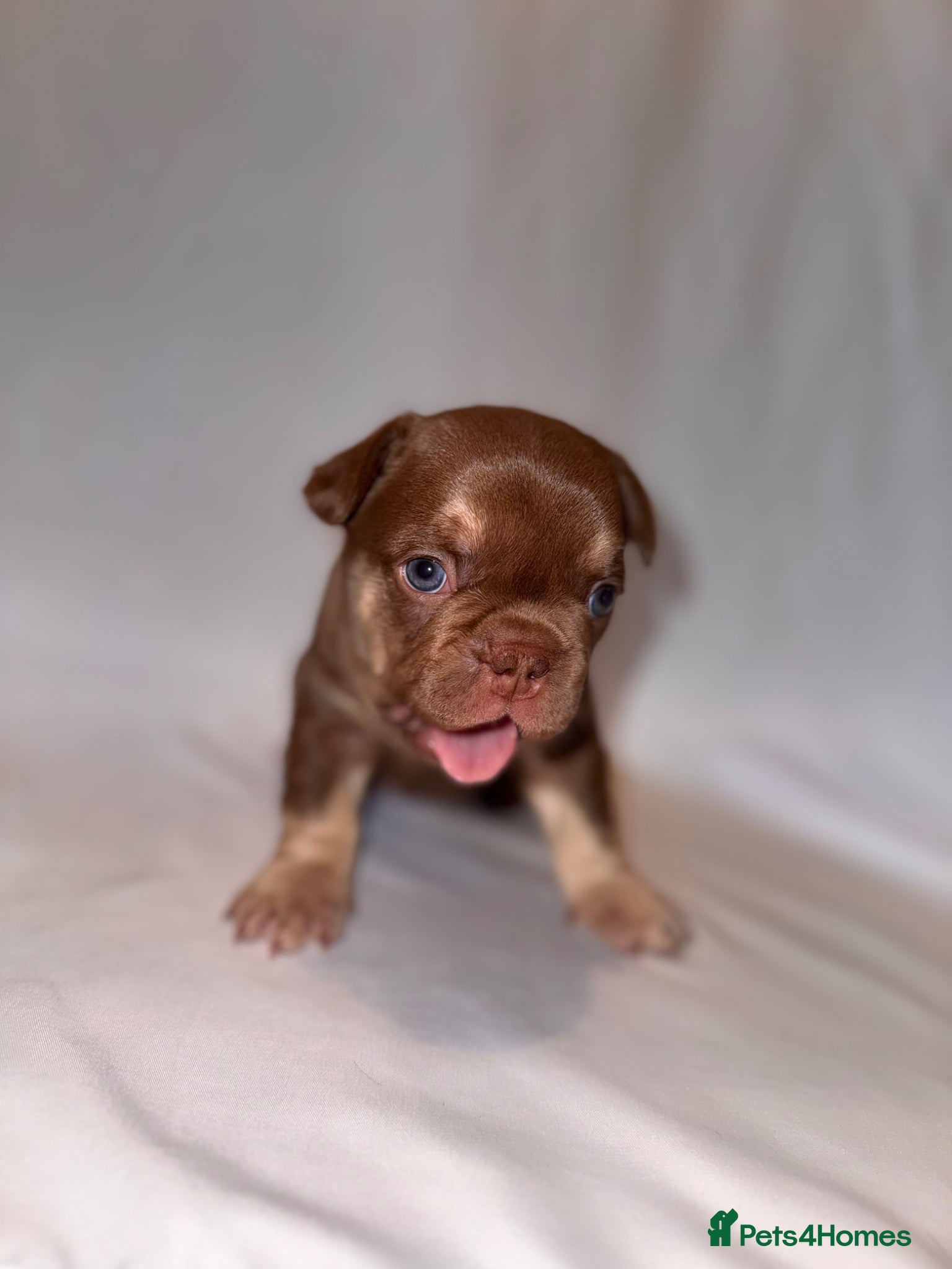French Bulldog dogs for sale: Exceptional French Bulldog Puppies in Bristol - Advert 3
