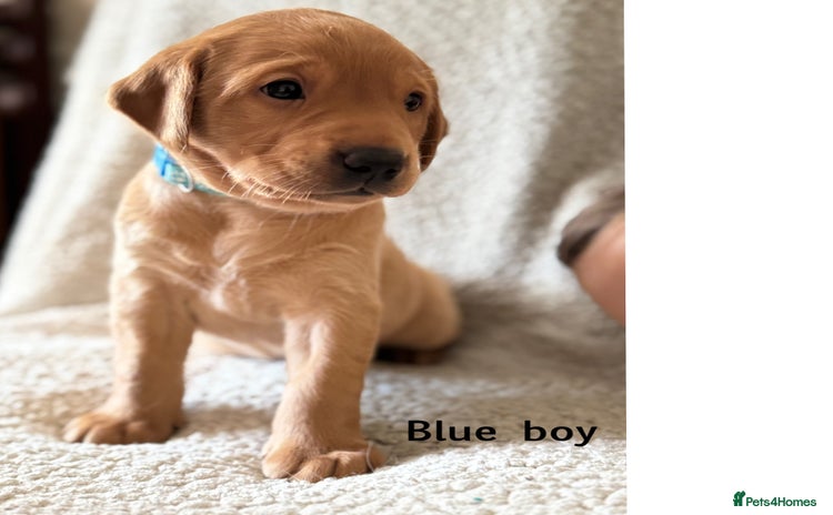 Labrador Retriever dogs - Advert 8