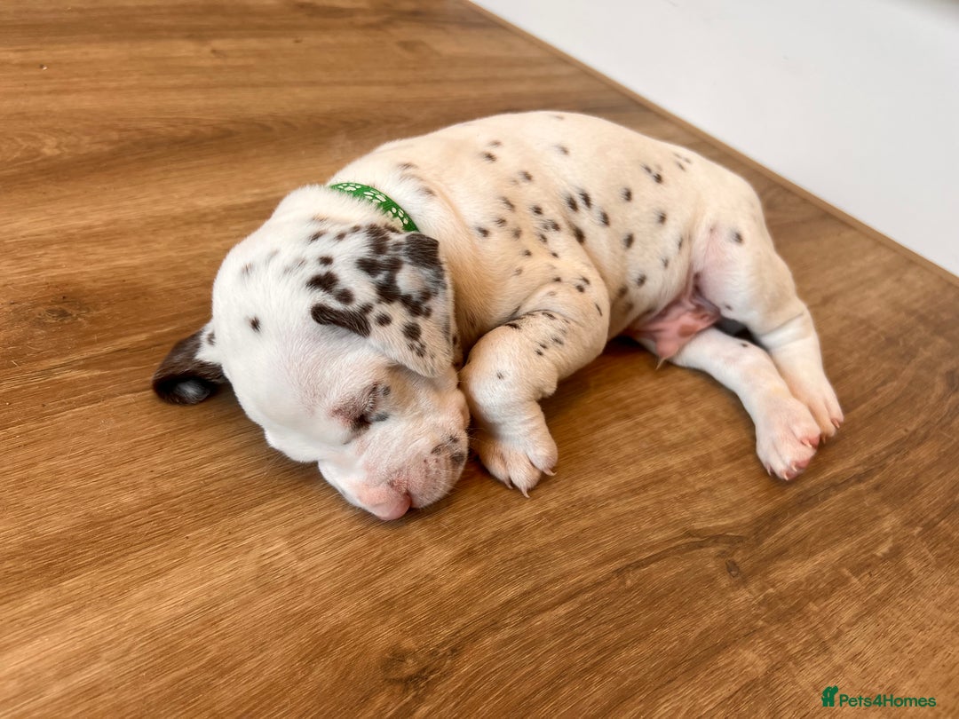 Dalmatian dogs for sale: 🐶 Stunning Dalmatian Puppies Ready 28th August 🐶 - Image 32