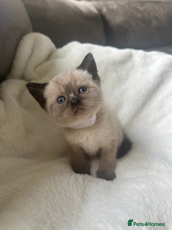 Siamese cats - Advert 2