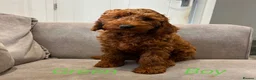 Cavapoo dogs for sale: Ready to leave, DNA HEALTH TESTED PARENTS. - Advert 13