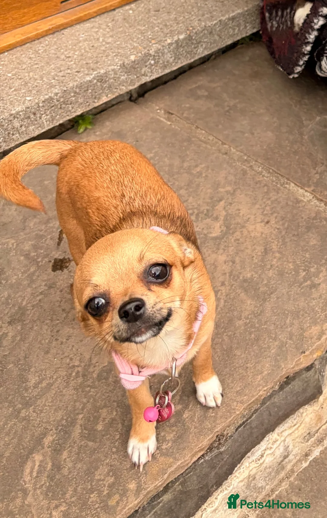 Chihuahua dogs for sale: Full chihuahua Milly 💖 - Advert 2