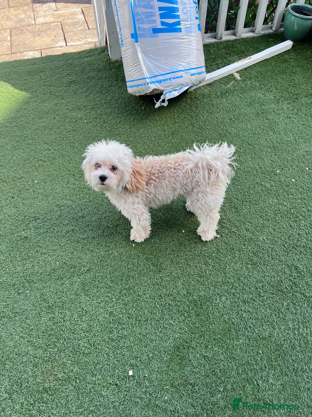 Poochon dogs for sale: Poochon REHOMED - Image 2