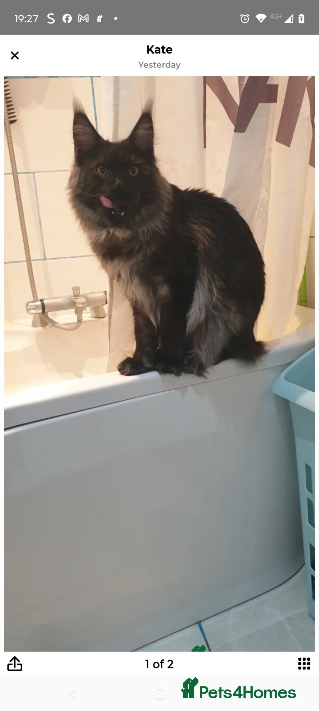 Maine Coon cats for sale: Maine coon kittens - Advert 10